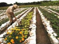  Urban farming has taken off in Cuba over the last two decades